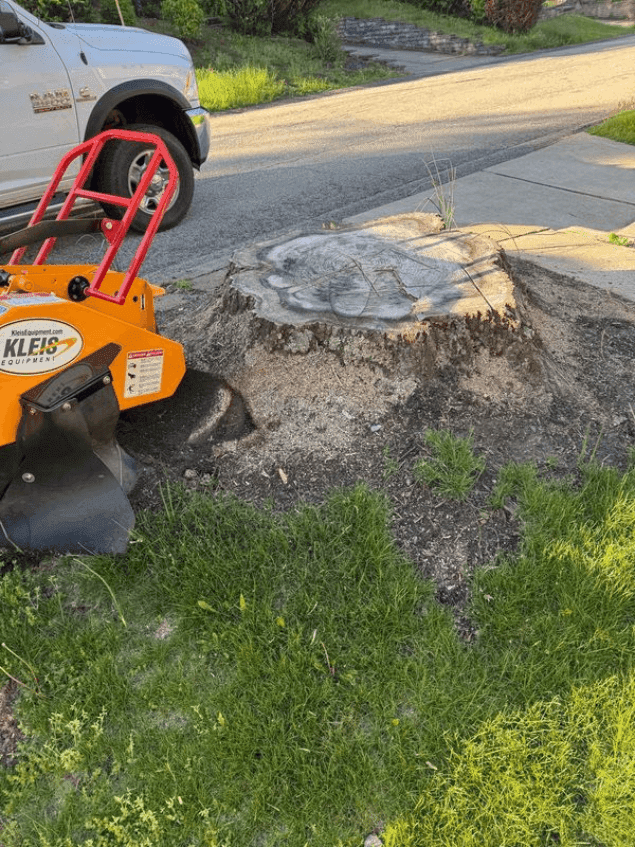 Before & After Stump Grinding Transformation