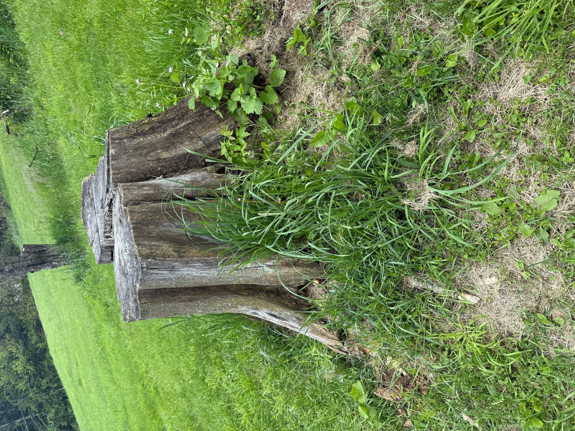 Tree removal and stump grinding service in Brownsville, PA