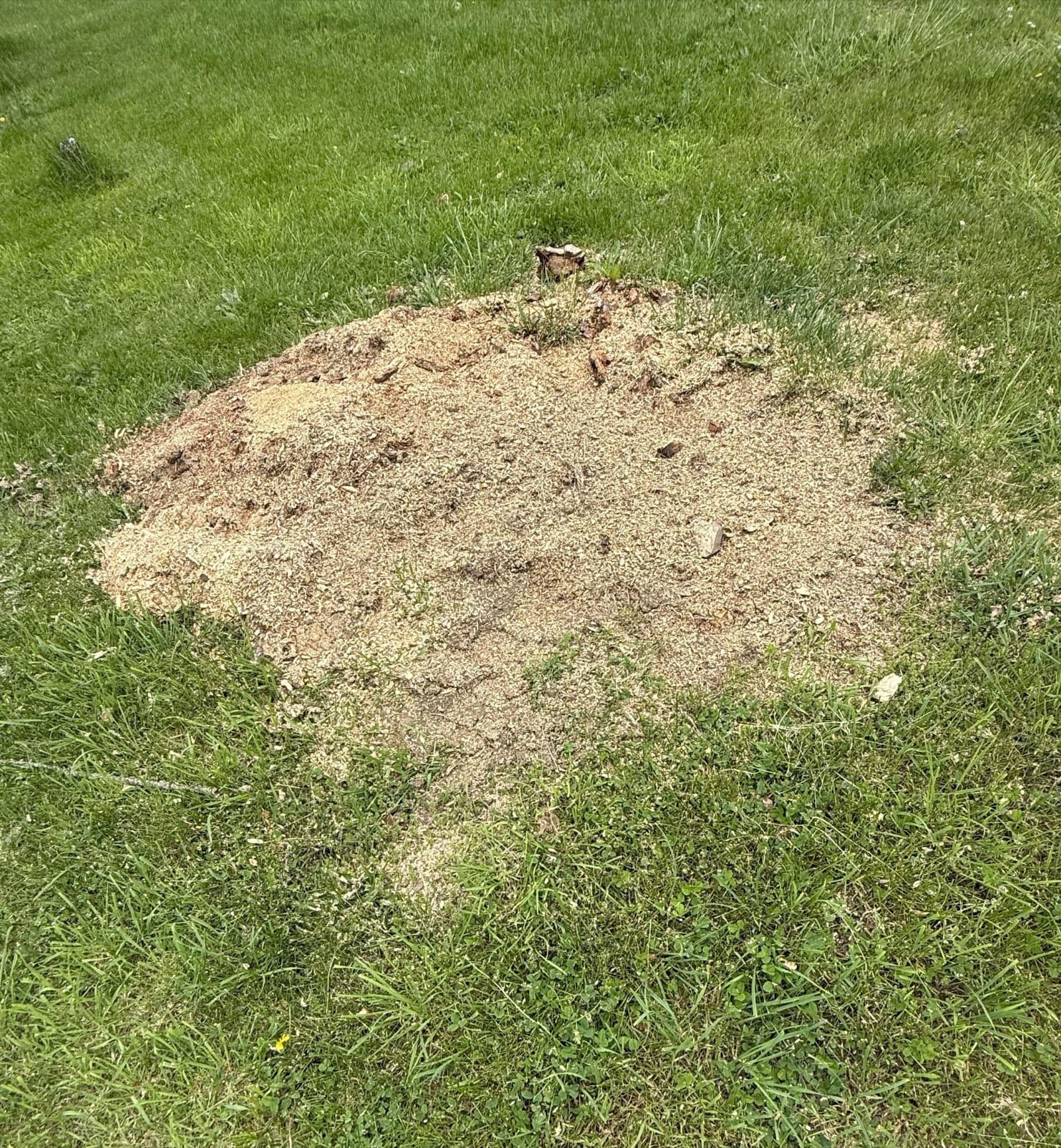 Professional Stump Removal Cleanup Washington PA