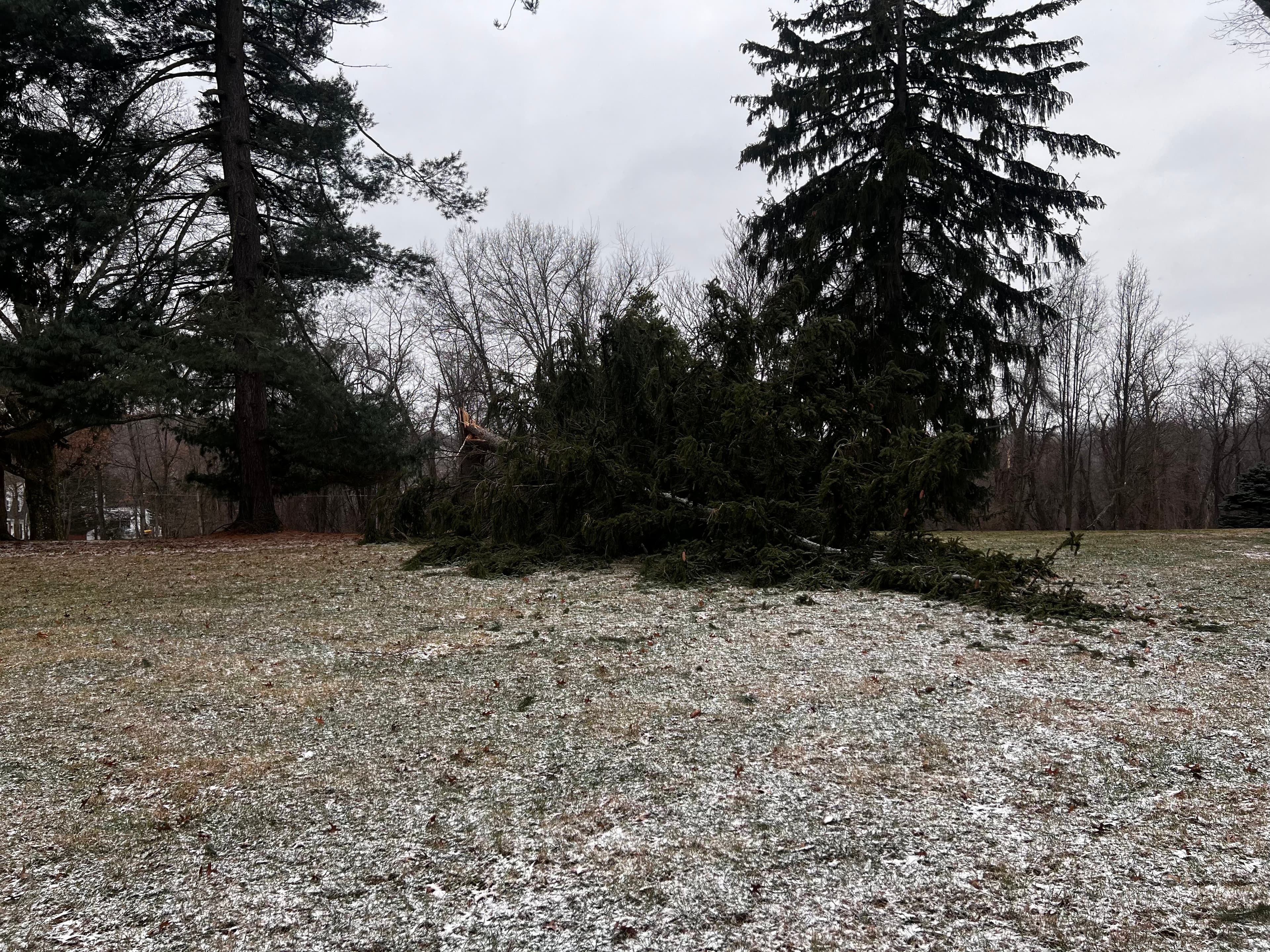 Tree Removal